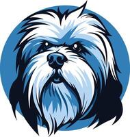 Close up Portrait of a White Shih Tzu vector