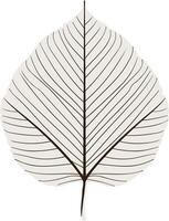 Detailed Skeleton of a Leaf vector