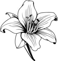A simple yet elegant line drawing of a single lily flower, perfect for use in designs, illustrations, or as a tattoo vector