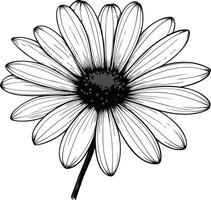 Black and White Daisy Illustration vector