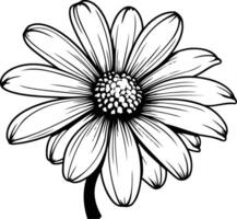A simple, elegant line drawing of a daisy vector