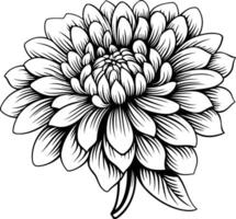 Elegant line art illustration of a single dahlia flower vector