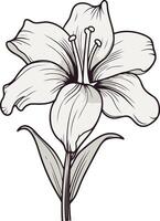 A Detailed Line Drawing of a Lily vector