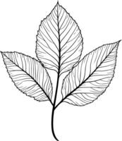 Simple, elegant line art illustration of three delicate leaves vector