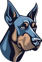 Close up Portrait of a Doberman Pinscher vector