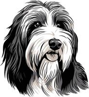 Portrait of a Bearded Collie vector
