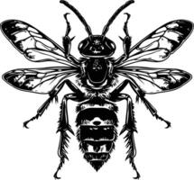 Black and white illustration of a detailed bee with wings spread vector