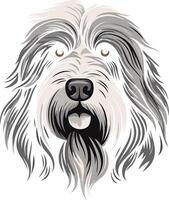 Portrait of a Bearded Collie vector