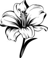 Elegant black and white line drawing of a single lily flower, perfect for adding a touch of nature to your designs vector