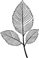 Simple, elegant black and white line drawing of a leaf sprig vector