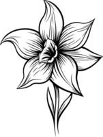 A delicate line drawing of a single daffodil flower in bloom vector