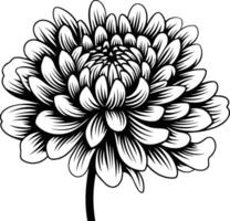Black and white line art illustration of a beautiful chrysanthemum flower, perfect for design projects, tattoos, and more vector