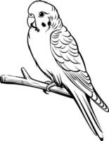 Line art illustration of a budgie perched on a branch, perfect for coloring books, educational materials, or pet related designs vector