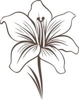 Outline Drawing of a Lily Flower vector