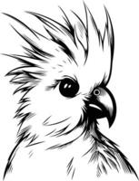 A Detailed Line Drawing of a Cockatoo vector