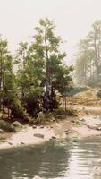 A river running through a forest filled with lots of trees video