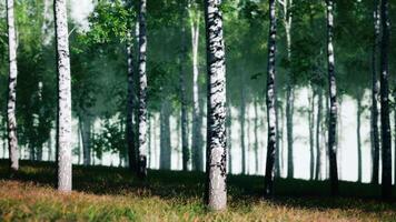 Group of Birch Trees Standing in Grass video