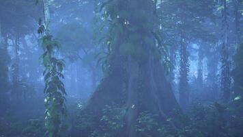 Towering Trees in Dense Forest video