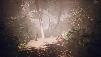 old wooden path winds through the jungle illuminated by bright sunlight video