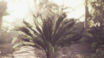Dazzling sun rays piercing through palm branches video
