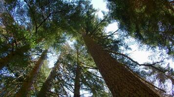 Bottom view of trees with green tops. Creative. Beautiful tall trees in forest with green tops. Forest with green tops on background blue sky on sunny summer day video