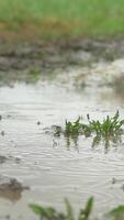 Person with pink boots and blue umbrella splashing in the puddle. girl in raincoat and rubber boots jumping into puddle. rubber boots comes in a puddle video