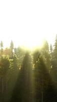 sunlight in spruce forest in the fog on the background of mountains at sunset video