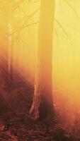 Mysterious Fairy Tale Deep Magic Forest video