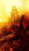 Sun rays deep in the forest in spring video