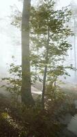 sun rising in a forest with fog video