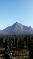 Beautiful sunset view in cedar forest in front of sayan mountain range video