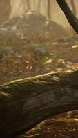 Sunrays in a forest on a hazy morning video