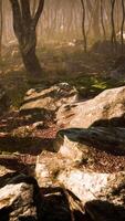 Sunrays in a forest on a hazy morning video