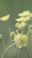 Close up wild flower in field. Wild flowers growing on green meadow video