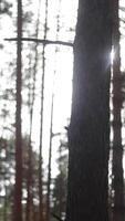 Trunks of trees in the morning sun. Beautiful forest in spring with bright sun shining through the trees. The sun beautifully illuminating the green tall beech trees in a forest clearing video
