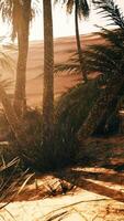 Sun Shines Through Palm Trees video