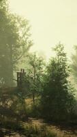 A misty forest with a dense canopy of trees video