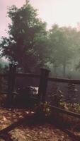 A tranquil forest scene with trees surrounded by a protective fence video