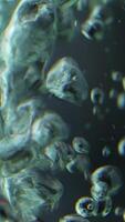 Close up of bubbles of air underwater on a black background. Stock footage. Boiling water macro view. video