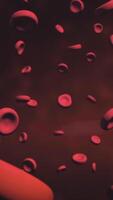3d animation of red blood cells flowing through artery. Animation of Red Blood Cells Flowing Through Vein. Blood cells in an artery video