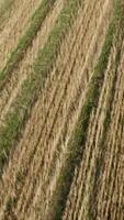 Aerial view on summer Landscape with Wheat Field and Clouds. Footage. Close-up golden wheat ears on field, top view. Backdrop of ripening ears of yellow wheat field. video