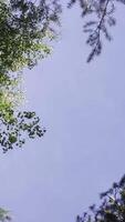 Top of trees in dark forest. Tree tops in the autumn forest. Tree tops and sky video