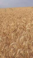 Beautiful view of field of ears. Media. Landscape of wheat ears in summer field. Field of millet ears to horizon on cloudy summer day video
