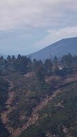 Beautiful pine trees on background high mountains of Carpathians video