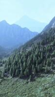 Fir and other pine trees on mountains on a sunny end of summer video