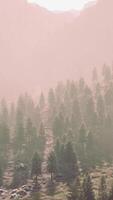 Fir and other pine trees on mountains on a sunny end of summer video