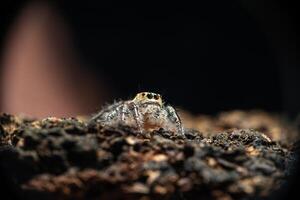 macro shot of a jumping spider, Hyllus diardi male photo