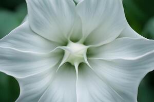 Moonflower bokeh background photo
