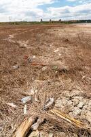 Heaps of garbage on the bank of the Kuyalnik estuary photo