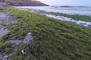 Accumulation of rotting green algae Cladophora sp. in storm emissions on the seashore photo